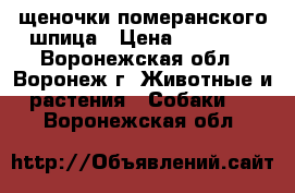 щеночки померанского шпица › Цена ­ 18 000 - Воронежская обл., Воронеж г. Животные и растения » Собаки   . Воронежская обл.